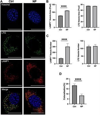 Frontiers Nanoenhancer For Improving Naked Dna Electrotransfection In Vivo